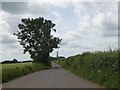 Field entrance and lone tree on road to Ozleworth