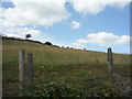 Hillside grazing off Cob Lane