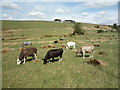 Cattle, Monkroyd