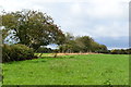 Former field boundary near Bashley