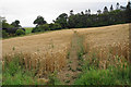 SO3290 : Wheat field near Upper Heblands by Bill Boaden
