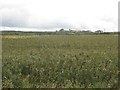 Arable field east of North Moor Farm