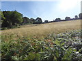 Summer meadow near Aston-on-Clun