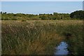 TM3851 : Reedbeds in the Butley River estuary by Christopher Hilton