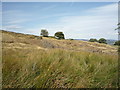 Rough grazing and disused quarry near Scarcliffe Farm