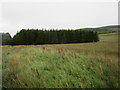 Plantation near South Berryfell Farm