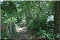 Footpath entering The Wilderness