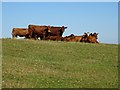 Cattle in a field