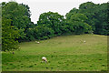 Pasture south of Laughton in Leicestershire