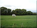 Grazing and woodland, Offerton