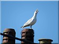 Seagull on chimney pot near to Hawthylands Road/Hawks Road junction