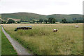 Sheep on Wentnor Prolley Moor