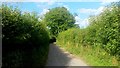 Narrow lane at Howle Hill