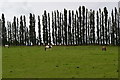 Line of tall trees, Crockenhill