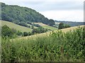 Little Perlieu Wood, north of Hope Mansell