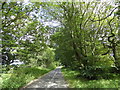 Tree lined lane