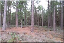 NH9963 : Culbin Forest by Richard Webb