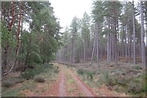 NH9963 : Logging road, Culbin by Richard Webb