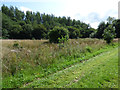 Verge by the A726 road in Erskine