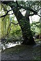 Tree by the Thames in Ham