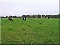 SE4172 : Mixed herd of cattle, grazing near Bat Bridge by Christine Johnstone