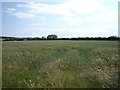 Crop field off Sunderland Road (A1484)