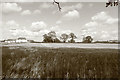 NS4828 : Farmland at East Mossgiel by Billy McCrorie