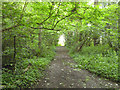 Woodland path, Merrow Common