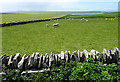 Fields near Scarwell