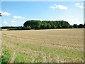 Stubble between Mill Lane and Haveringland Road