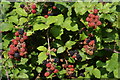 Ripening blackberries