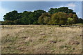 View to the northern edge of Bransbury Common