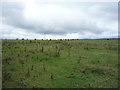 Rough grazing west of the A68