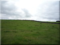 Grazing near Wheatley Grange