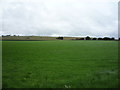 Grassland near Lodge House Farm