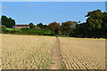 Field path towards Park Farm