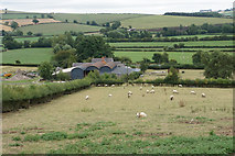 SO3187 : Sheep at Star Farm by Bill Boaden
