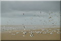 SD3014 : Gulls roosting on Birkdale beach by Mike Pennington