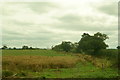 Fields near Park Hall Farm, Minshull Vernon