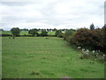 Grazing near Binchester