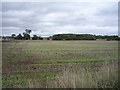 Stubble field, Binchester