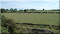 Cattle walking across a field, near Mount Pleasant Farm