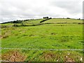 Grassland on reclaimed wetland west of Carrickacullion Road