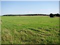 Fields south of the A146 road