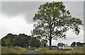 N1355 : Big tree by N Chadwick