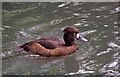SJ8394 : Tufted Duck On Alexandria Park Lake by Glyn Baker