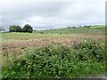 Drumlins and wetland hollows on the east side of Carrickacullion Road