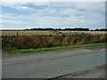 Wareham Wood, from Broadstone Road