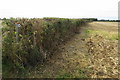 Footpath along the hedge to Parsons Spinney