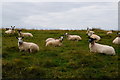 Sheep, Carony